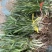 吉祥草绿化草、