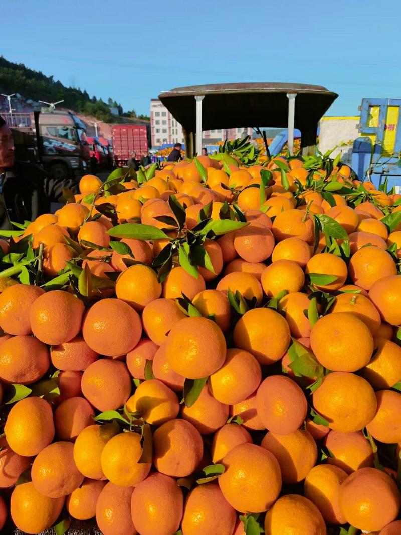 湖北精品蜜橘大量上市供应产地直发一手货源批发品质保证！
