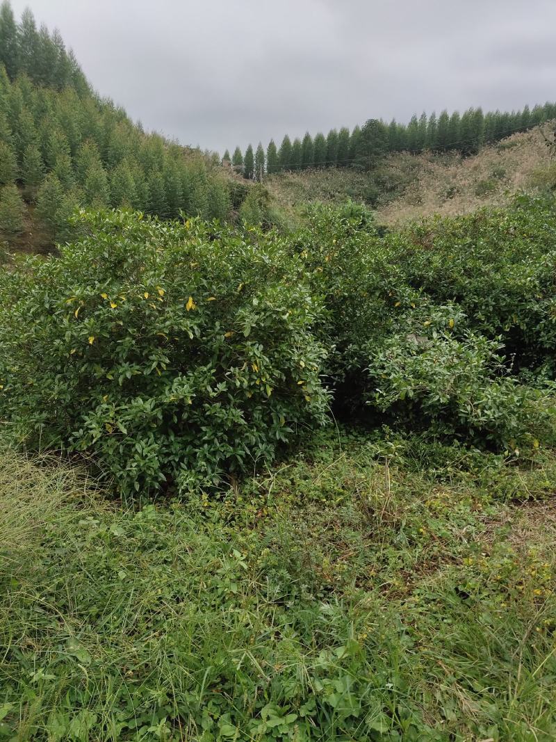 黄栀子