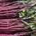 精品红菜苔原产地发货一手货源批发品质保证价格美丽欢迎合作