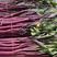 精品红菜苔原产地发货一手货源批发品质保证价格美丽欢迎合作