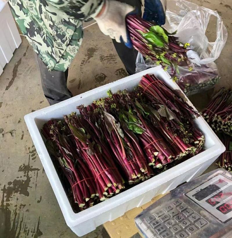 精品红菜苔原产地发货一手货源批发品质保证价格美丽欢迎合作
