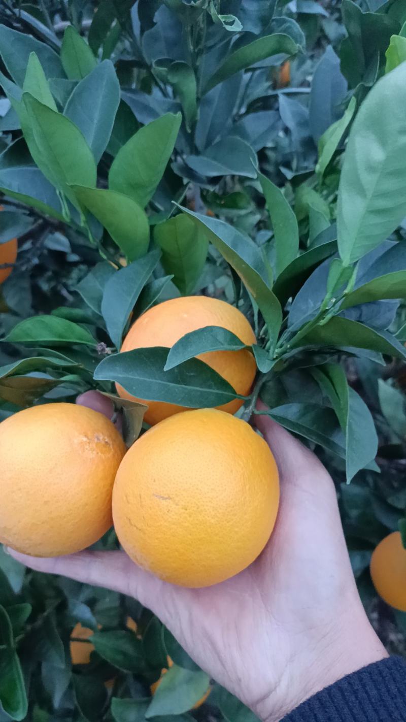 纽荷尔大量上市，新老顾客发财机会又来了，要的可以下手了