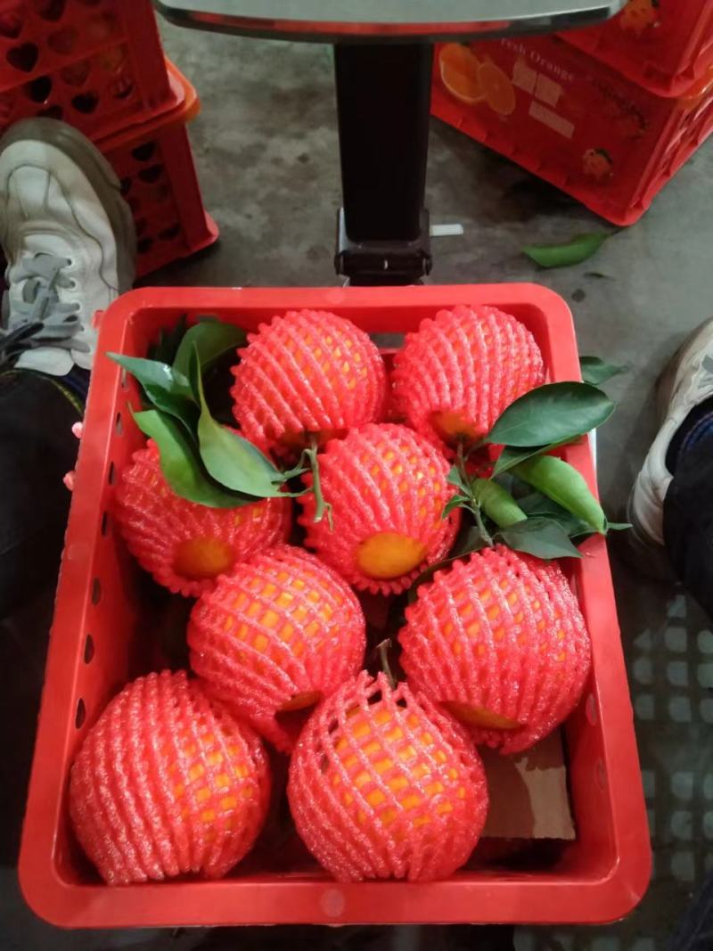 爱媛果冻橙大量上市产地现摘现发品质保证对接全国客户