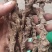【精选】种植石菖蒲干货四川蓬溪发往全国可详谈可视频看