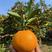 湖北橙子精品纽荷尔脐橙产地直发品质保证对接商超市场