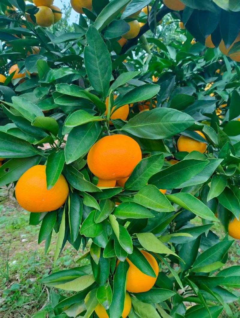 湖北橙子精品纽荷尔脐橙产地直发品质保证对接商超市场