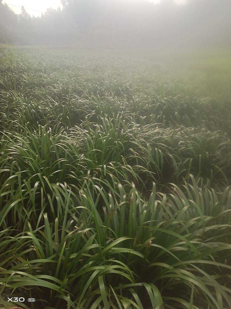 基地直供大叶红心石菖蒲苗，大量上市，可视频看货