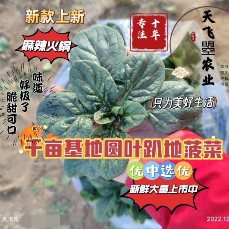 【天飞曌农业千亩基地圆叶红根趴地菠菜大棚电商】