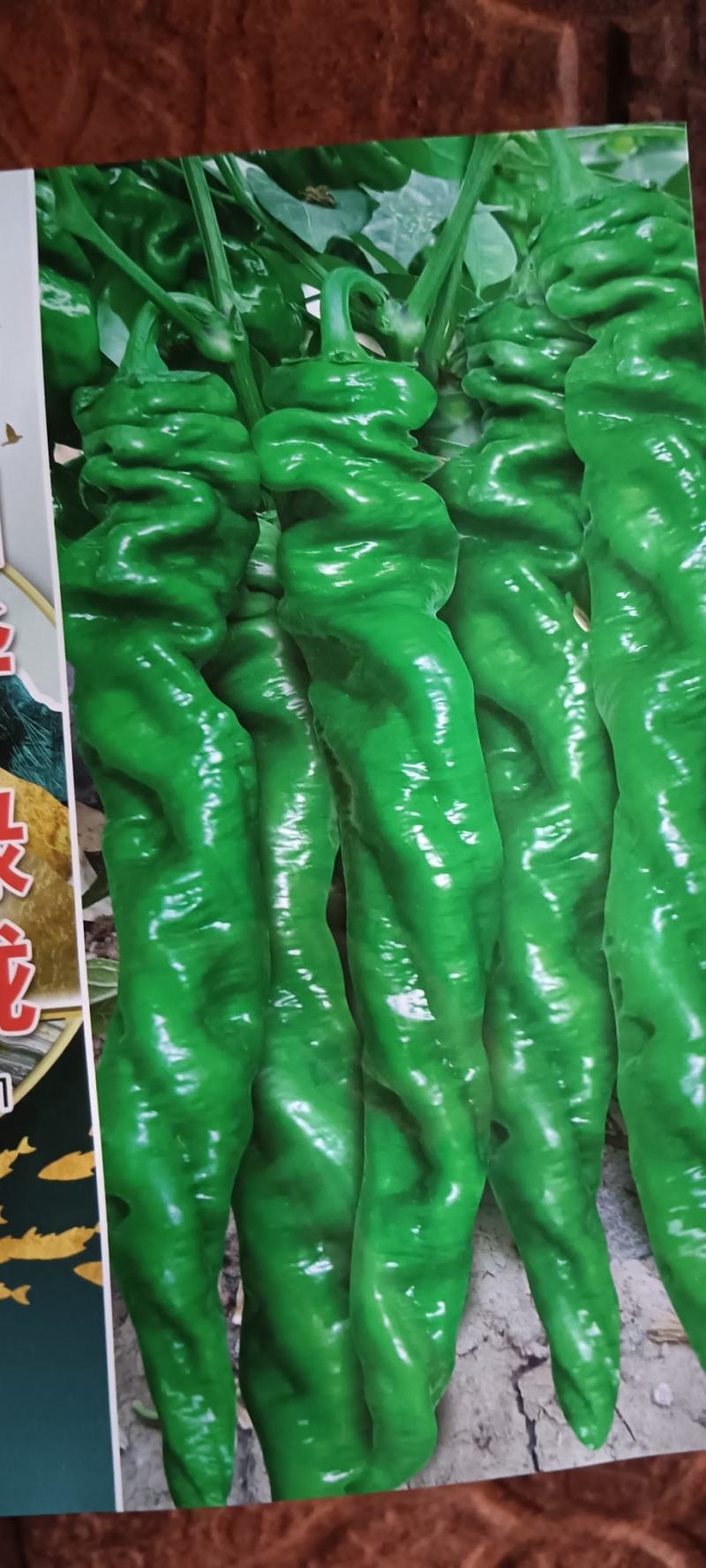 辣椒苗，薄皮椒苗，线椒苗螺丝椒苗邹皮椒苗