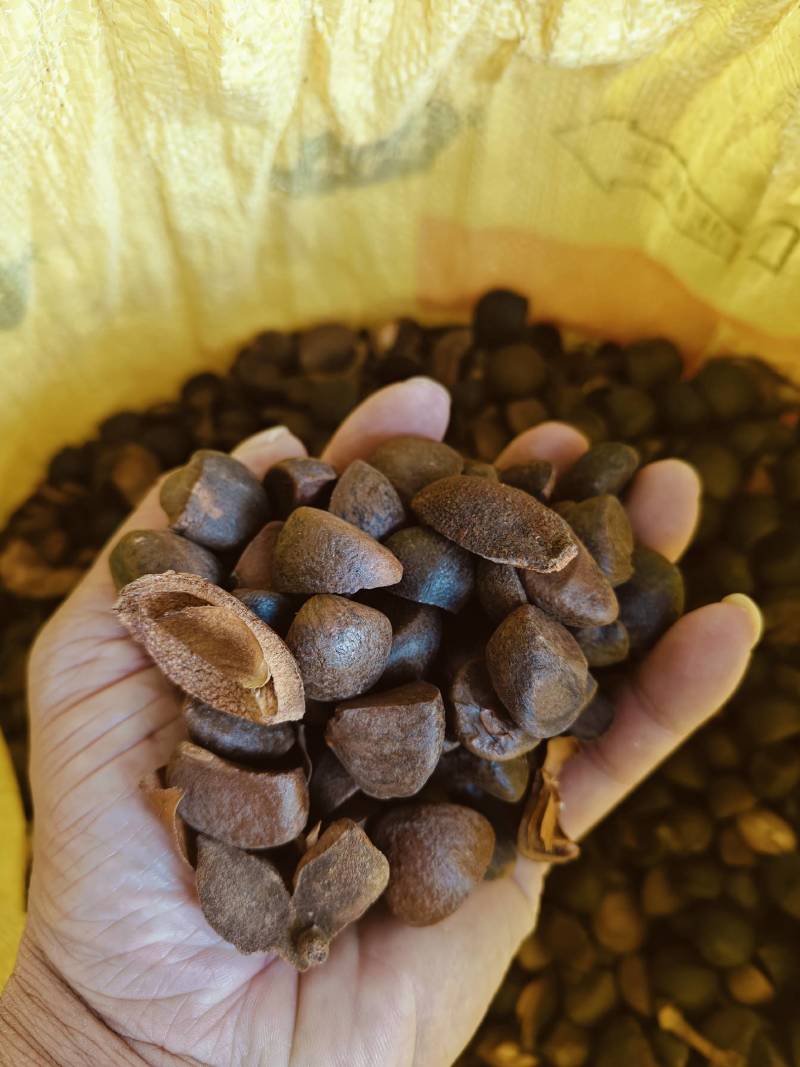 广西老树山茶籽