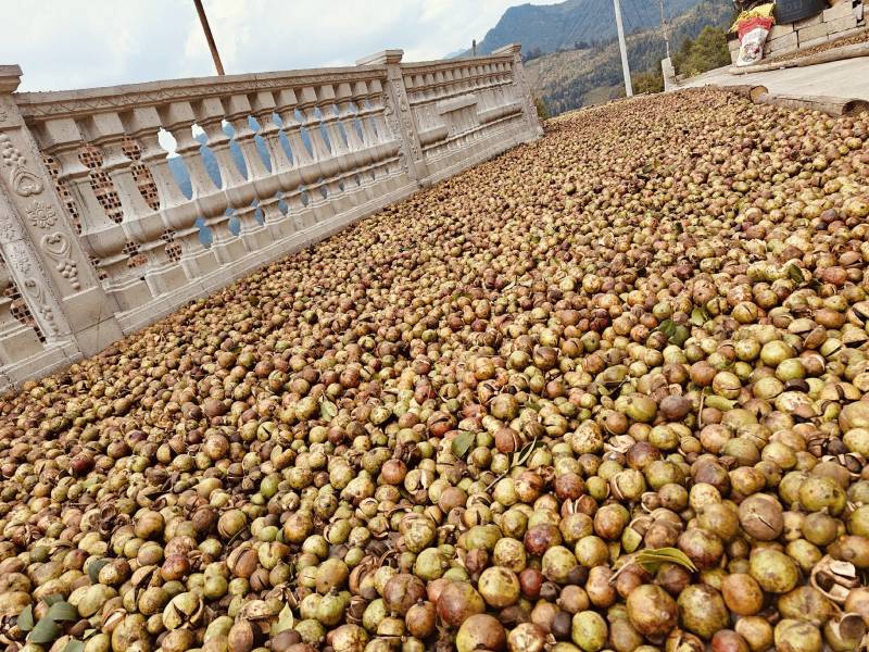 广西老树山茶籽