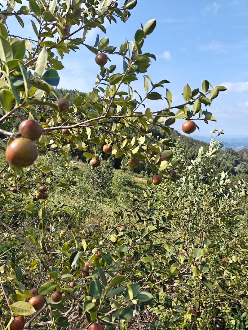 广西老树山茶籽
