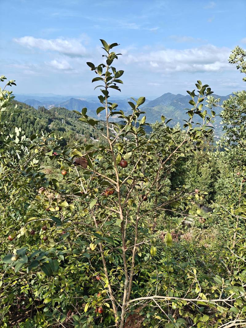 广西老树山茶籽