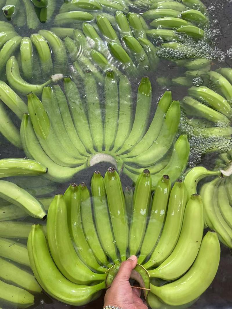 香蕉贡蕉粉蕉广西香蕉水果蕉产地直发支持发货
