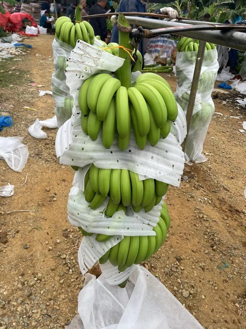 香蕉贡蕉粉蕉广西香蕉水果蕉产地直发支持发货