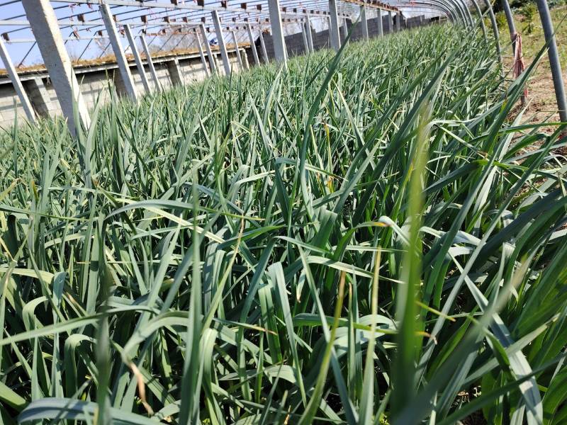 【推荐】山东临沂红根蒜苗，产地精品，支持视频看货