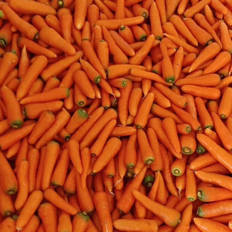 东台胡萝卜已大量上市，质量好价格低，量大优惠，欢迎来电！