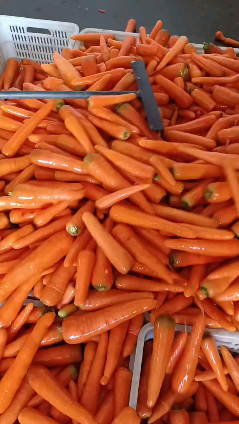 东台胡萝卜已大量上市，质量好价格低，量大优惠，欢迎来电！