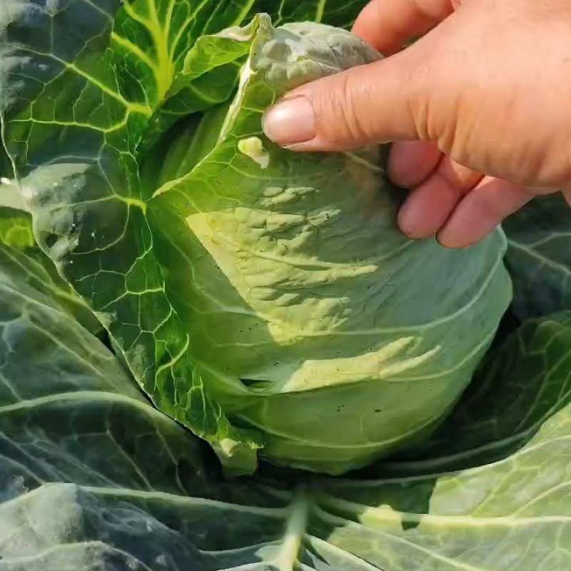 牛心菜精品菜支持产地视频看货货源充足欢迎订购