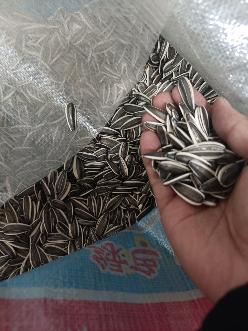 内蒙古瓜子种植基地大量有货品质保证欢迎老板来电