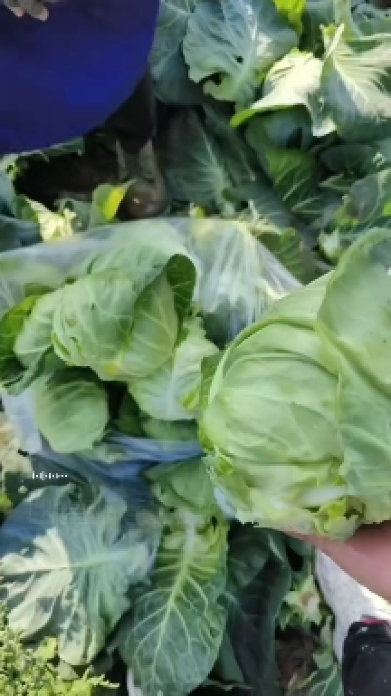 牛心菜精品菜支持产地视频看货货源充足欢迎订购