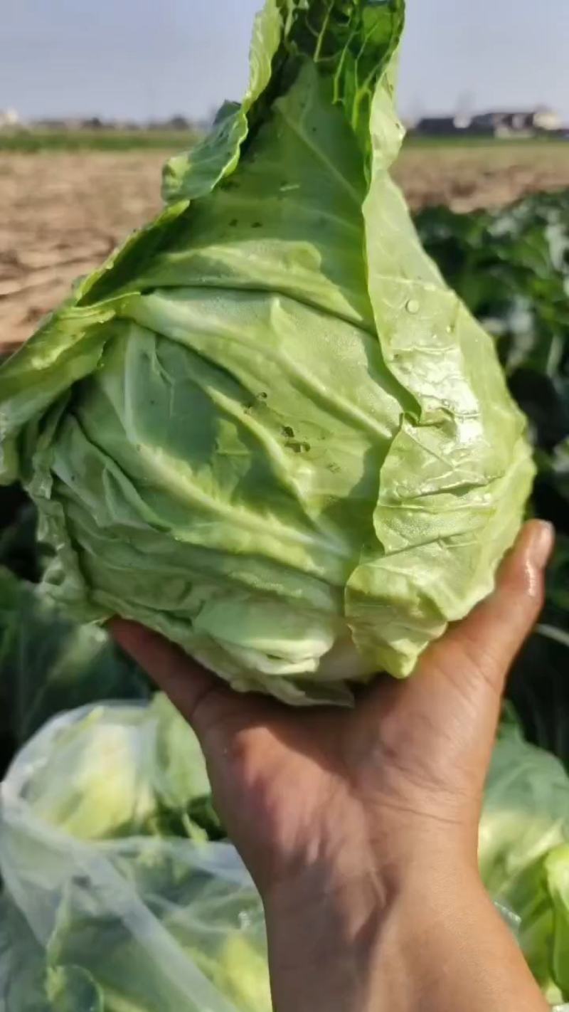 牛心菜精品菜支持产地视频看货货源充足欢迎订购