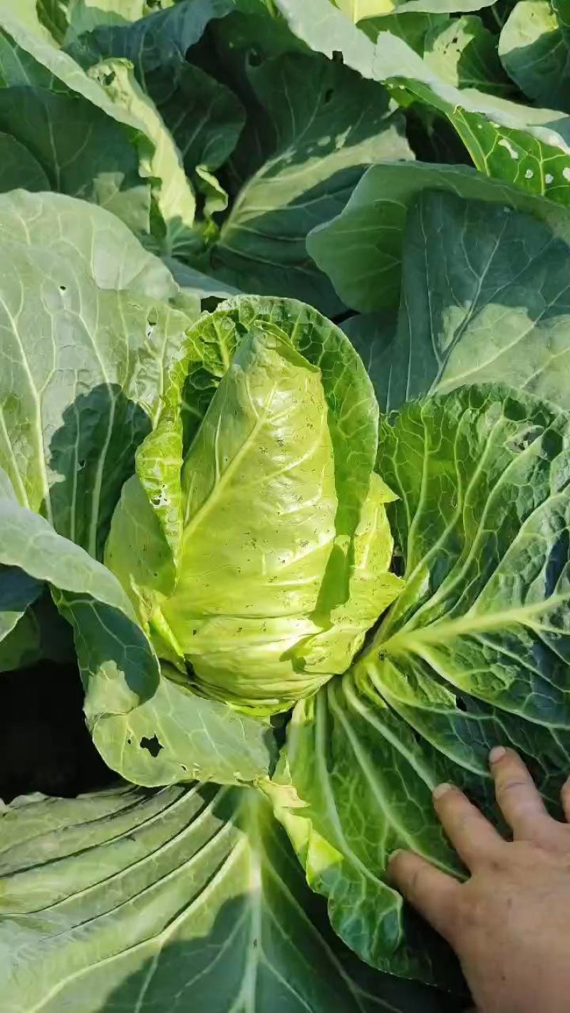 牛心菜精品菜支持产地视频看货货源充足欢迎订购