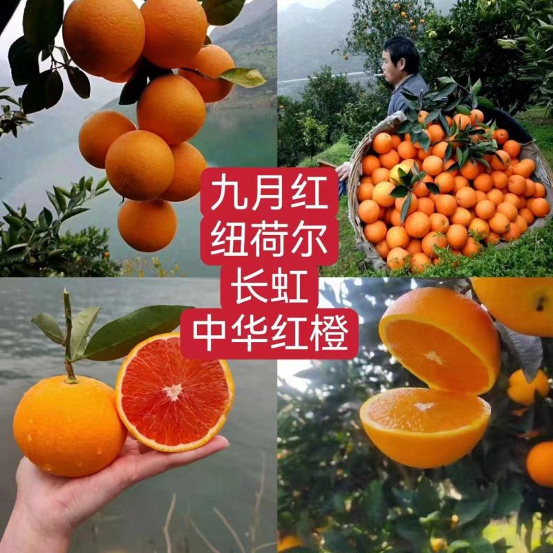 纽荷尔橙子.70起步一手货源现採现发可视频看货