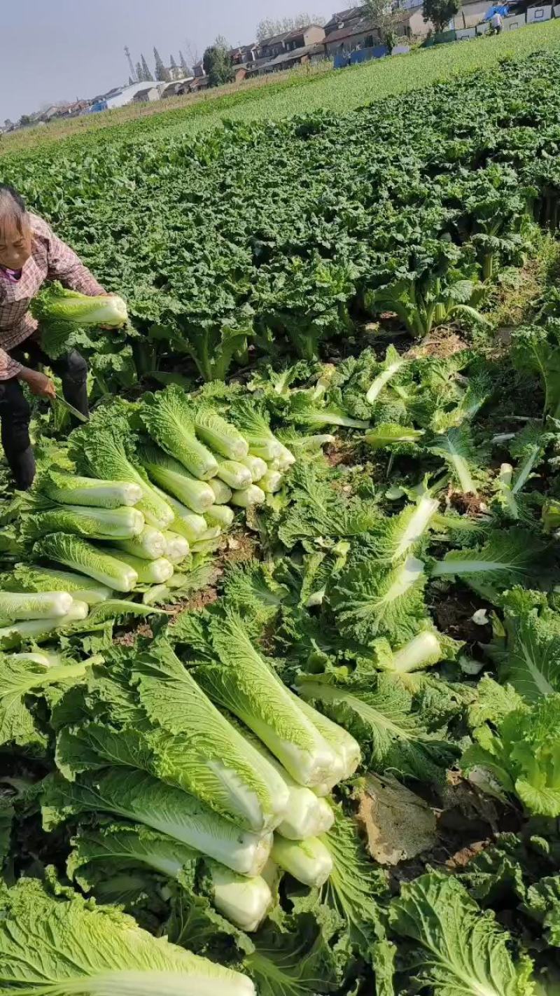 精品青麻叶产地视频看货质量好货源充足欢迎订购