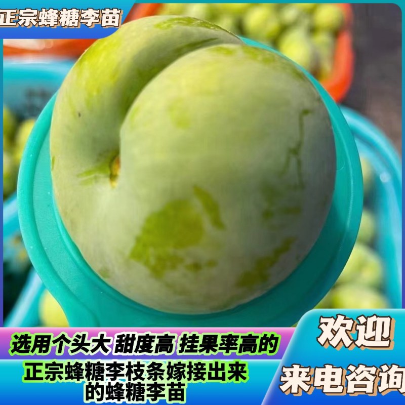 六马蜂糖李苗基地货源可以签合同包真