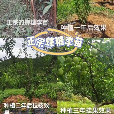 六马蜂糖李苗基地货源可以签合同包真