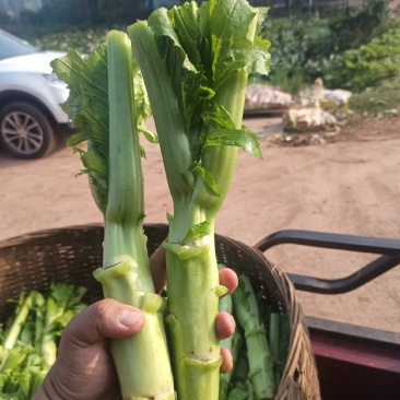 棒菜