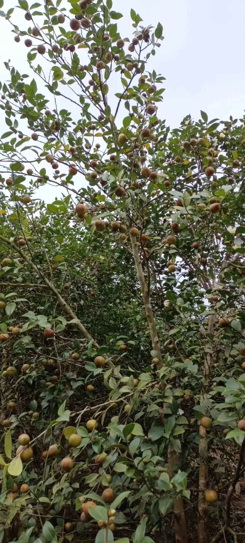 正宗野生山茶油