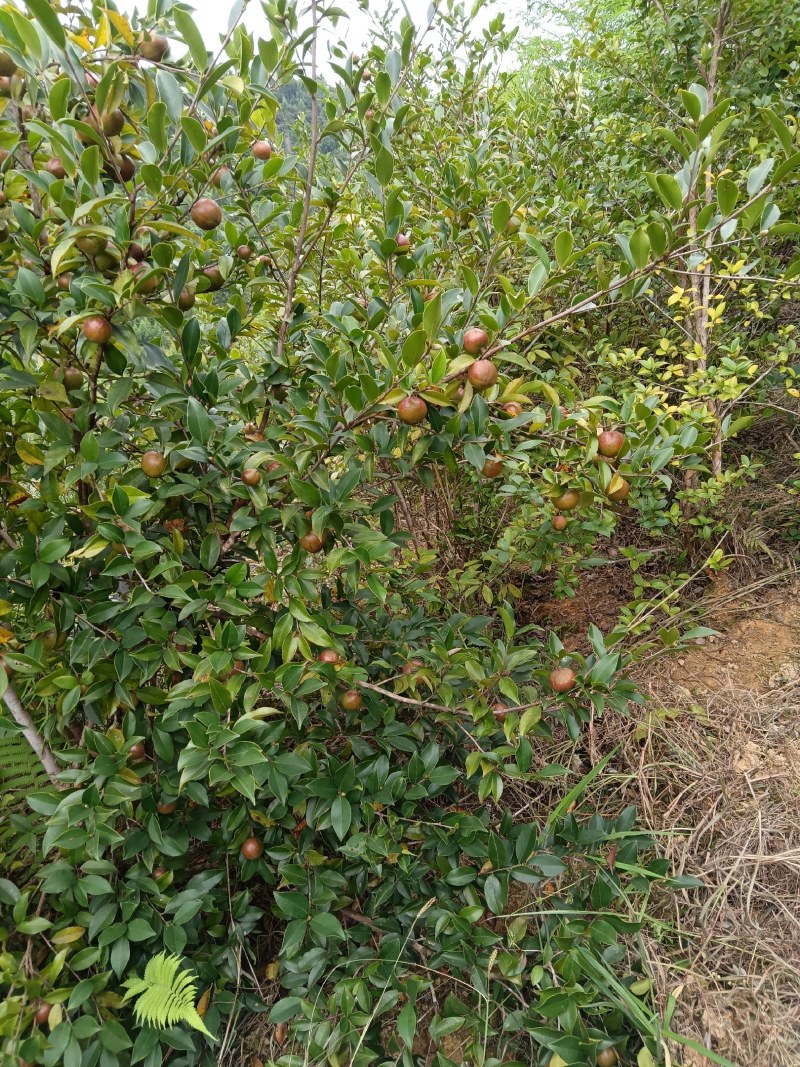正宗野生山茶油