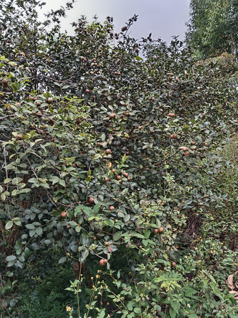 正宗野生山茶油