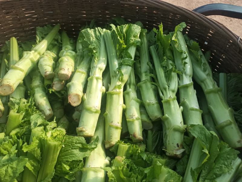棒菜