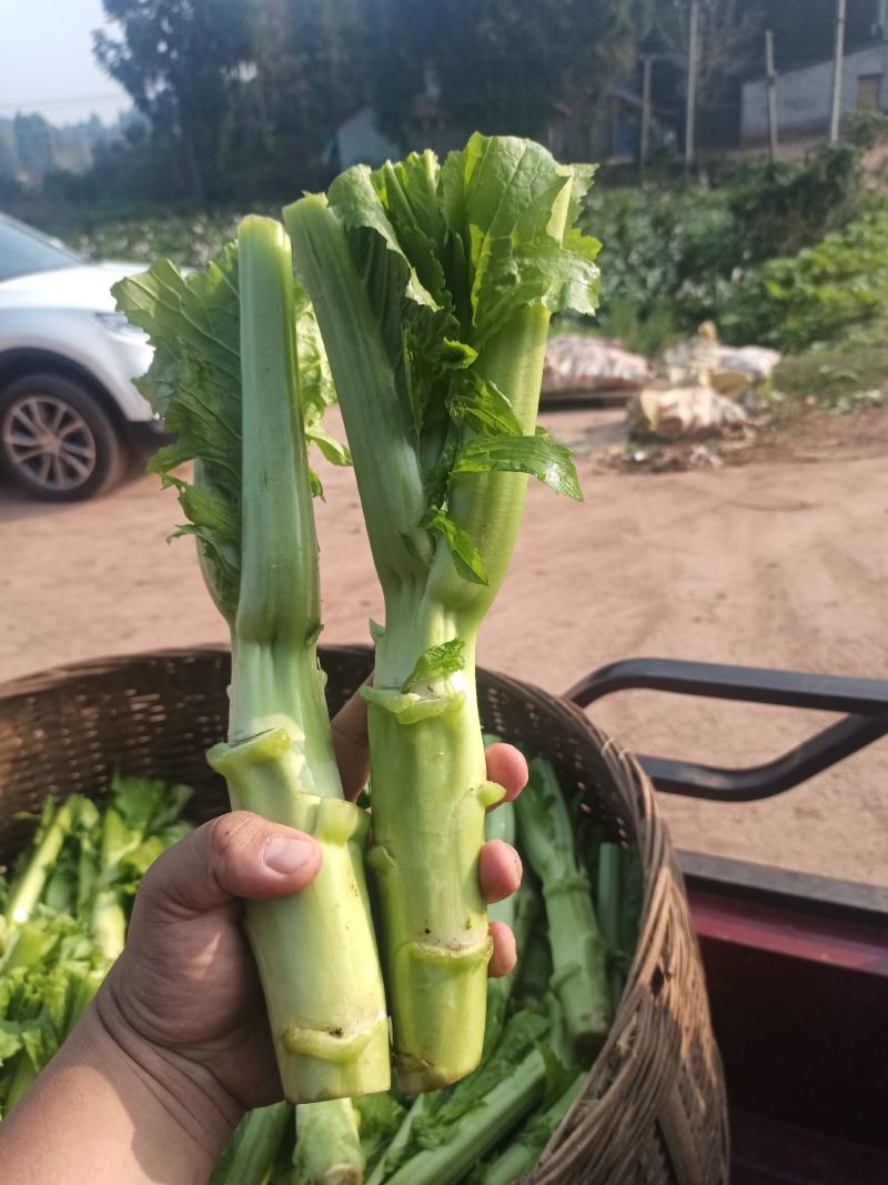 棒菜