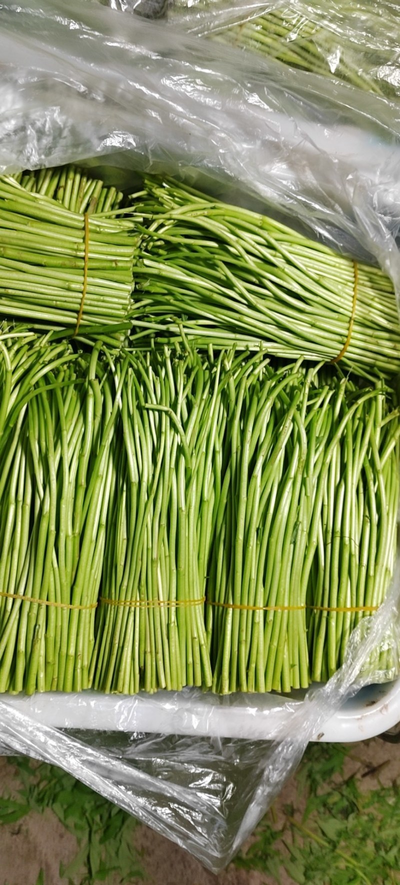 精品黎蒿批发老板需要请下单