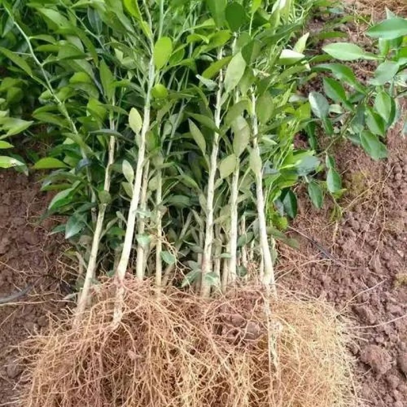 小叶软枝香橙苗，香橙实生苗，资阳香橙苗，柑橘优良砧木。