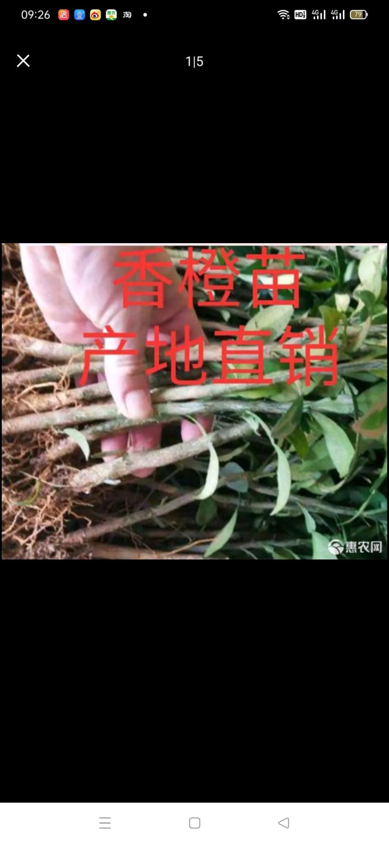 小叶软枝香橙苗，香橙实生苗，资阳香橙苗，柑橘优良砧木。