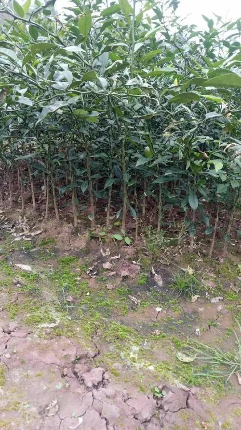 小叶软枝香橙苗，香橙实生苗，资阳香橙苗，柑橘优良砧木。