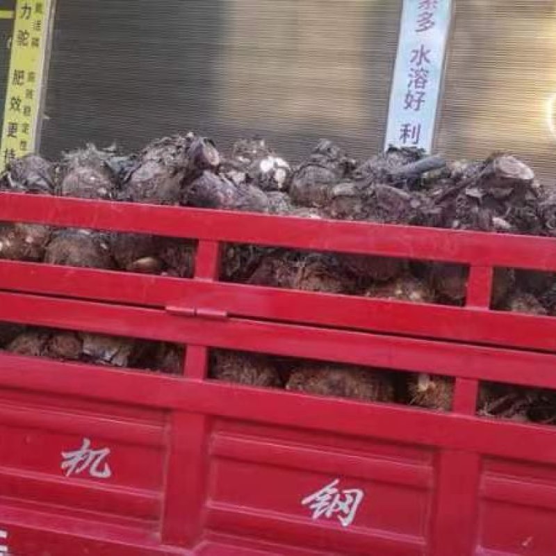 毛芋头