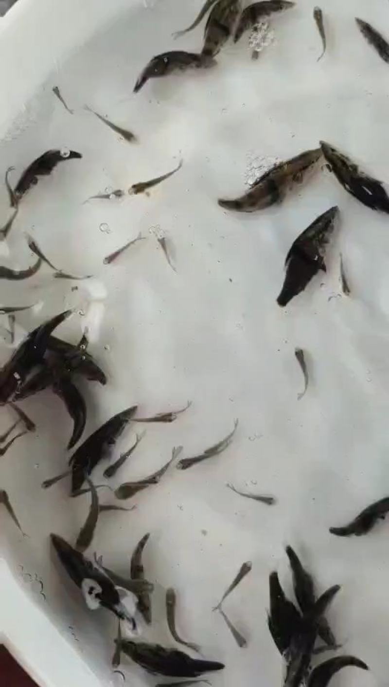 鳜鱼苗，翘嘴鳜。饲料鳜，水产养殖新星，未来可期