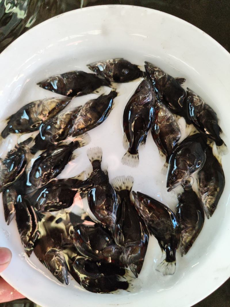 鳜鱼苗，翘嘴鳜。饲料鳜，水产养殖新星，未来可期