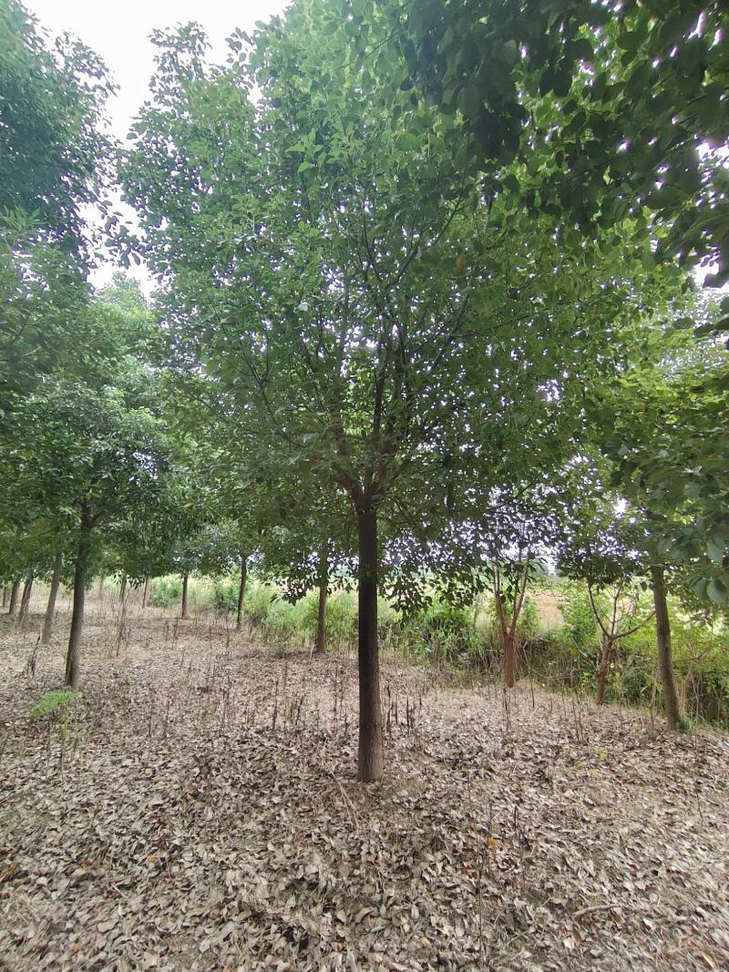 10公分黑土田苗香樟，无底根，存活率高，退林还耕，价格优