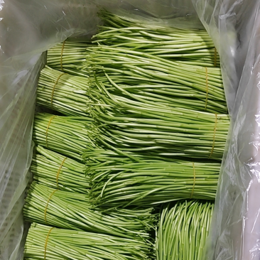 黎蒿批发