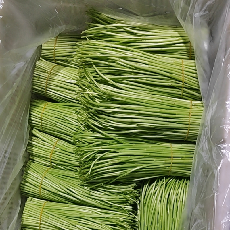 黎蒿批发