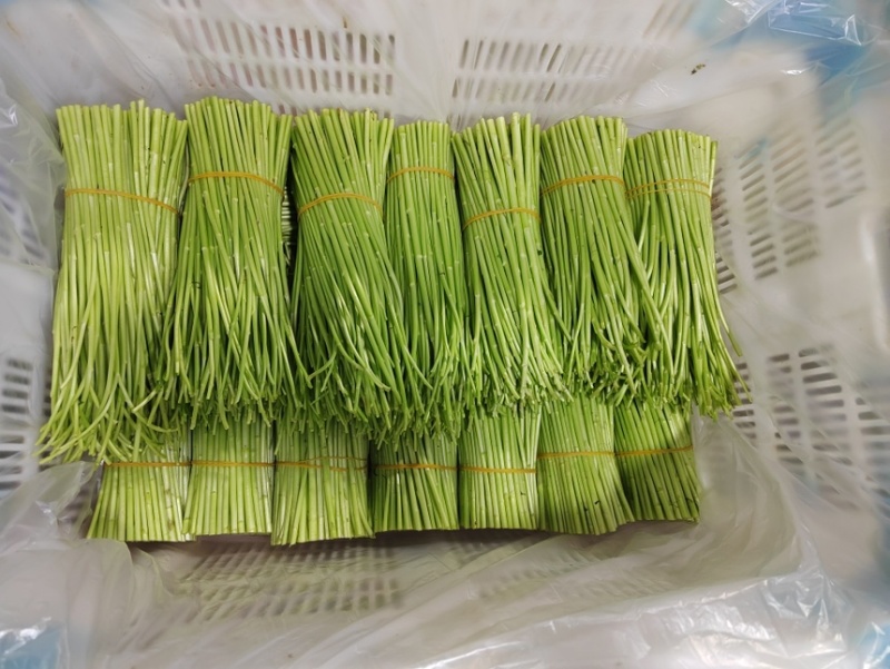 黎蒿批发