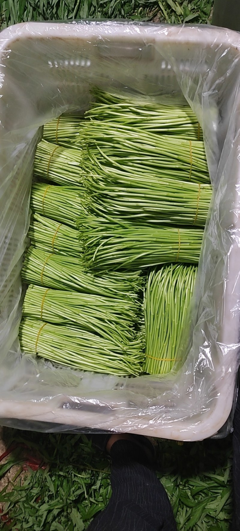 黎蒿批发